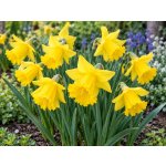 Narcis 'Mando' 5 ks – Zboží Dáma