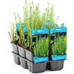 Hippuris vulgaris – košík 9x9 cm – Zboží Dáma