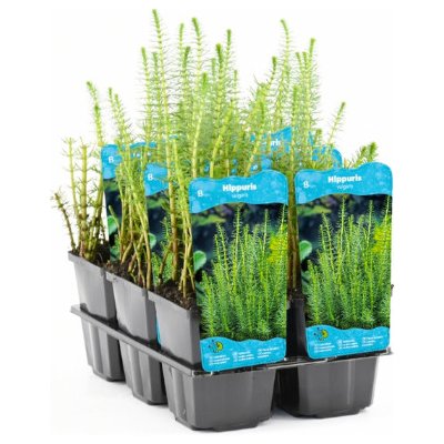 Hippuris vulgaris – košík 9x9 cm – Zboží Dáma