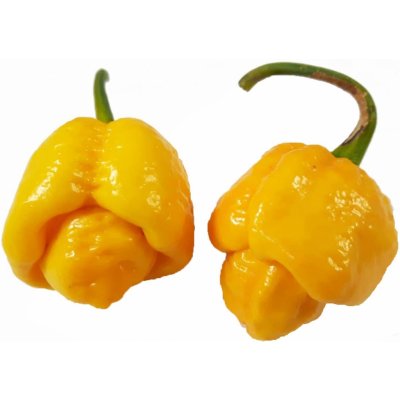 Semínka Piquant Paprička chilli TRINIDAD MORUGA SCORPION YELLOW