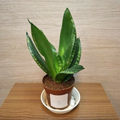 Sansevieria Hahnii č3 – Zboží Mobilmania