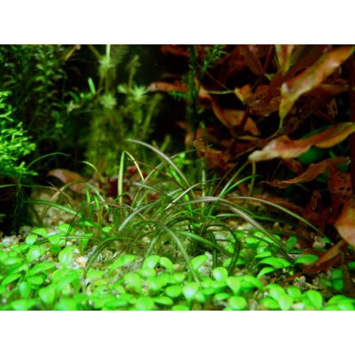 Cryptocoryne tonkiensis – Sleviste.cz