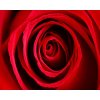 Obraz Tradag Obraz Růžový květ 40x50