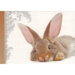 Pohlednice Králíček – Zboží Dáma