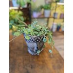 Peperomia Prostrata mini – Zboží Dáma
