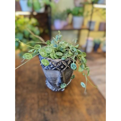 Peperomia Prostrata mini – Zboží Dáma