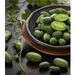 BIO Mexická mini okurka - Zehneria scabra - bio semena okurky - 5 ks – HobbyKompas.cz