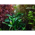 Bucephalandra pygmaea Bukit Kalem – Sleviste.cz