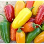 CHILLIMAT Chilli sazenice Jalapeno NuMex Pinata 1 ks