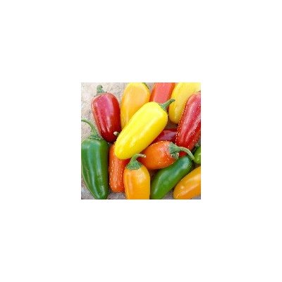 CHILLIMAT Chilli sazenice Jalapeno NuMex Pinata 1 ks – Zboží Mobilmania