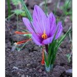 Šafrán setý - Crocus sativus - hlízy šafránů - 3 ks – Zboží Mobilmania