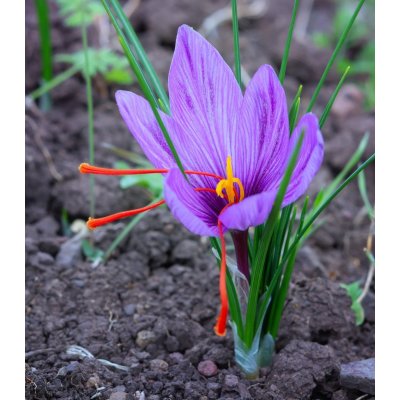 Šafrán setý - Crocus sativus - hlízy šafránů - 3 ks – Zboží Mobilmania