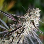 Humboldt Seed Organization Peanut Butter Breath Fast semena neobsahují THC 10 ks – Sleviste.cz