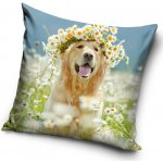 Carbotex Zlatý Retrívr Amálka 40 x 40 cm – Sleviste.cz