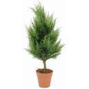 82606968 - Europalms Cypřiš 60 cm - 0