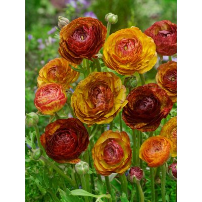 Pryskyřník 'Ranunculus Picotee Café' 3 ks – HobbyKompas.cz