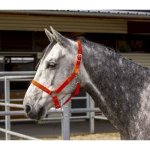 NORTON ohlávka FLUO Růžová – Zboží Dáma