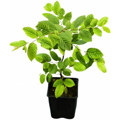 Carpinus betulus Prodejní velikost: 040/060, Velikost hrnku: 1 l – Zboží Mobilmania