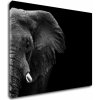Obraz Impresi Obraz Slon na černém pozadí - 90 x 70 cm