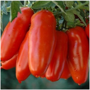 Rajče San Marzano Gigante F1 - Solanum lycopersicum - semena rajčete - 8 ks