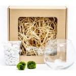 Gardners Skleněná váza boule 13 cm a 2 řasokoule v dárkovém balení Cladophora Aegagropila – Zboží Dáma