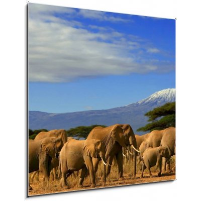 Obraz 1D - 50 x 50 cm - Kilimanjaro And Elephants Kilimanjaro a sloni – Zbozi.Blesk.cz