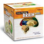 Learning Resources Anatomický model mozku – Zboží Mobilmania