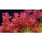 Rotala sp. Yao Yai – Zboží Dáma
