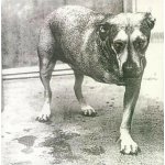 Alice In Chains: Alice In Chains (30th Anniversary, Coloured Yellow Vinyl, Re-Issue) - 2 Vinyl LP – Sleviste.cz