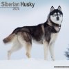 Kalendář Siberian Husky Sibirische Huskys 16-Monats 2024