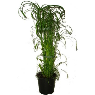 Vodní rostliny Cyperus alternifolius (Papyrus střídavolistý)
