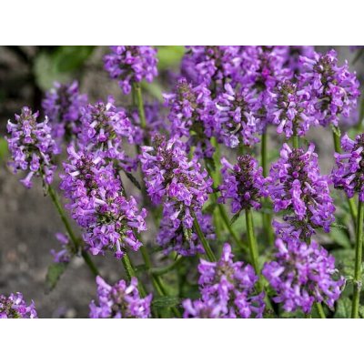 Stachys officinalis 'Ukkie' Velikost hrnku: 10,5 zel – Zboží Mobilmania