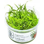 Sagittaria subulata - Šípatka šídlatá – Zboží Dáma