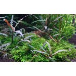 Hygrophila pinnatifida - Mokřanka peřenoklaná – Zboží Dáma