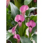 Kala 'Capitola' 1 ks – Sleviste.cz