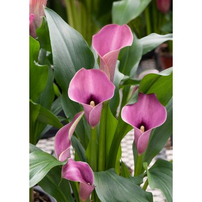 Kala 'Capitola' 1 ks – Sleviste.cz