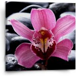 Sablio Obraz Růžová orchidea - 110x110 cm – Hledejceny.cz
