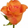 Růže ORANGE WAVE 80cm (XL)