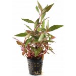 Alternanthera Splendida – Zboží Dáma