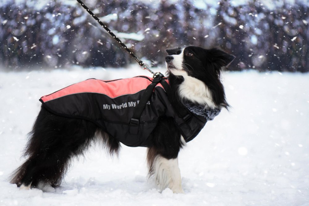 Vsepropejska Mansi zimní bunda pro psa s postrojem – Zboží Dáma