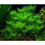 Hygrophila Balsamica – Hledejceny.cz