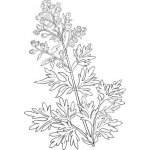 Alteya Pelyňkový olej 100% Bio 10 ml – Hledejceny.cz