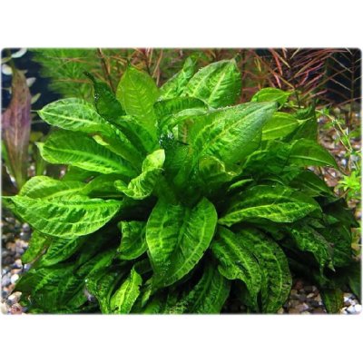 Echinodorus tropica – Zboží Dáma