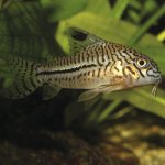 JBL ProNovo Corydoras Tabb M 100 ml – Zboží Mobilmania