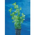 Lysimachia nummularia – Zboží Dáma