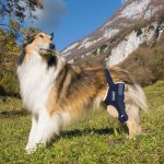 Balto Ortéza na koleno pro psa s výztuží Levá XS – Zboží Mobilmania