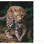 Jerry Fabrics Mikroflanelová dětská deka Leopard green – Zboží Mobilmania