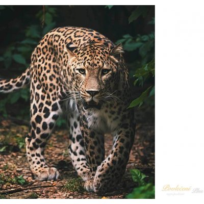 Jerry Fabrics Mikroflanelová dětská deka Leopard green – Zboží Mobilmania