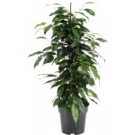 Fíkus, Ficus benjamina Danielle, průměr květináče 17 cm – Sleviste.cz