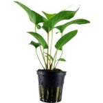 Anubias gracilis – Zboží Dáma